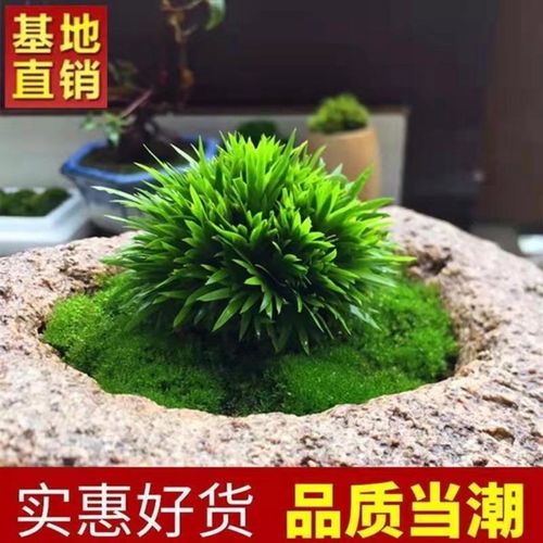 昌蒲草盆景怎么培养？昌蒲草的作用？-第4张图片-优品飞百科