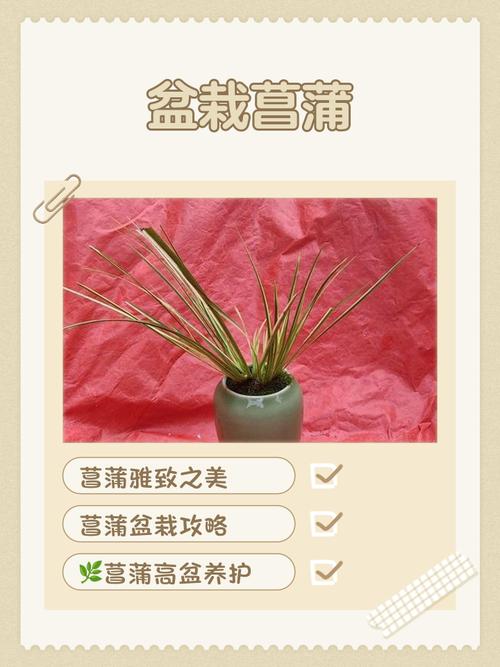 昌蒲草盆景怎么培养？昌蒲草的作用？-第5张图片-优品飞百科