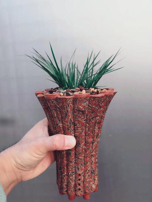 昌蒲草盆景怎么培养？昌蒲草的作用？-第6张图片-优品飞百科