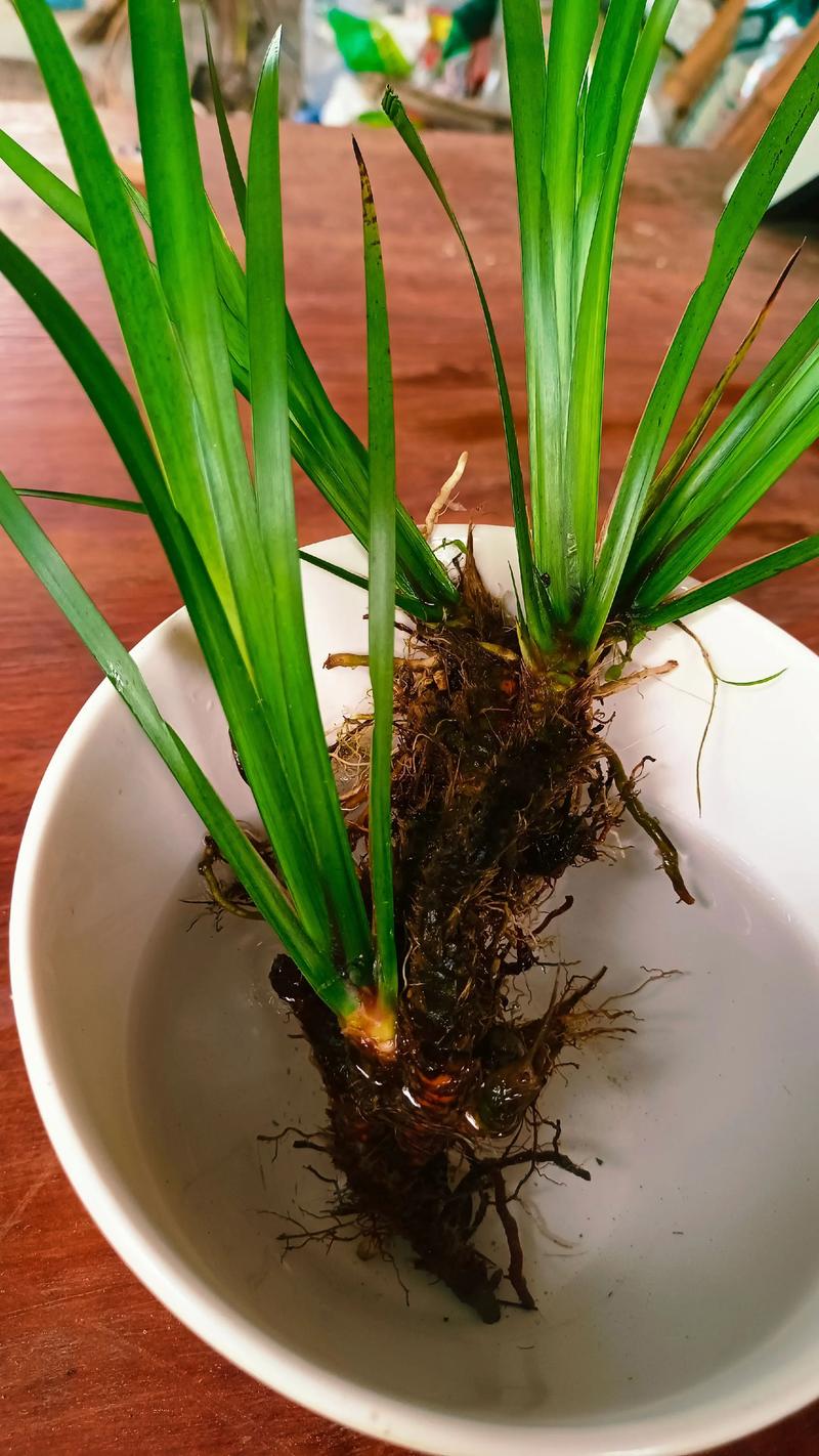 昌蒲草盆景怎么培养？昌蒲草的作用？-第7张图片-优品飞百科