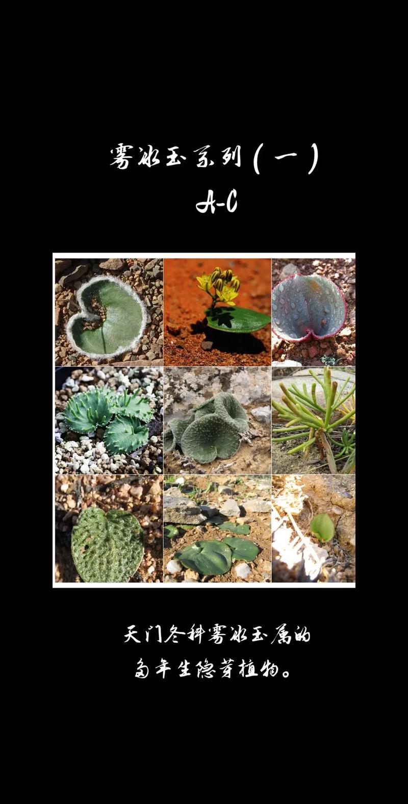 雾冰玉的养殖方法和注意事项？雾冰玉的养殖方法和注意事项是什么？