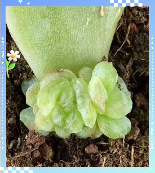 雾冰玉的养殖方法和注意事项?雾冰玉的养殖方法和注意事项是什么?-第2张图片-优品飞百科 雾冰玉的养殖方法和注意事项?雾冰玉的养殖方法和注意事项是什么?-第2张图片-优品飞百科