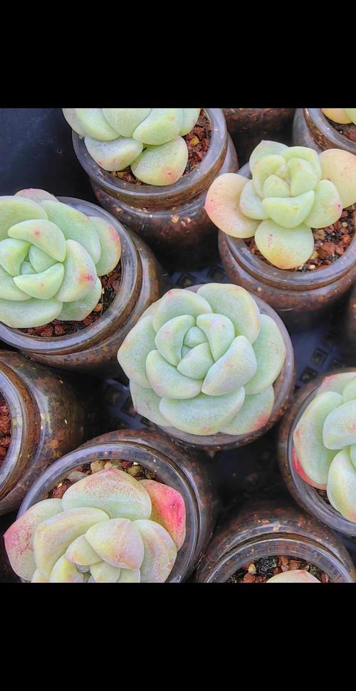 雾冰玉的养殖方法和注意事项?雾冰玉的养殖方法和注意事项是什么?-第3张图片-优品飞百科 雾冰玉的养殖方法和注意事项?雾冰玉的养殖方法和注意事项是什么?-第3张图片-优品飞百科