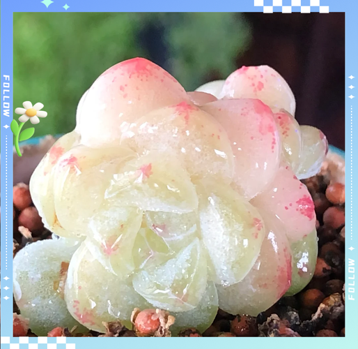 雾冰玉的养殖方法和注意事项?雾冰玉的养殖方法和注意事项是什么?-第4张图片-优品飞百科 雾冰玉的养殖方法和注意事项?雾冰玉的养殖方法和注意事项是什么?-第4张图片-优品飞百科