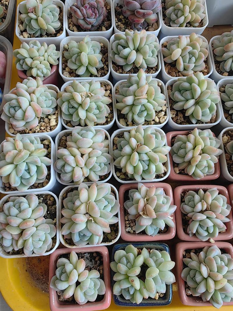 雾冰玉的养殖方法和注意事项?雾冰玉的养殖方法和注意事项是什么?-第5张图片-优品飞百科 雾冰玉的养殖方法和注意事项?雾冰玉的养殖方法和注意事项是什么?-第5张图片-优品飞百科