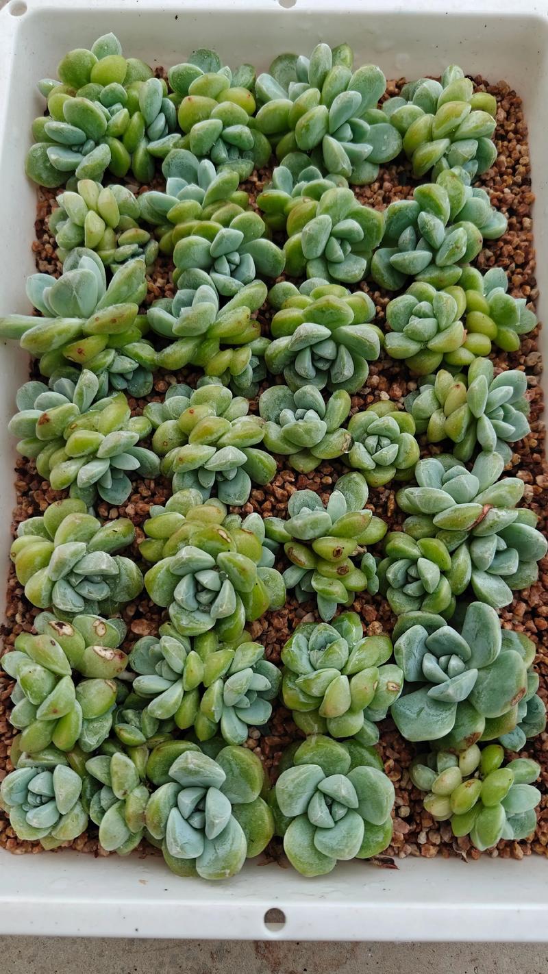 雾冰玉的养殖方法和注意事项?雾冰玉的养殖方法和注意事项是什么?-第6张图片-优品飞百科 雾冰玉的养殖方法和注意事项?雾冰玉的养殖方法和注意事项是什么?-第6张图片-优品飞百科