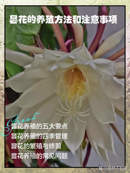 新买的昙花怎么养，新买的昙花怎么养才能开花？-第2张图片-优品飞百科