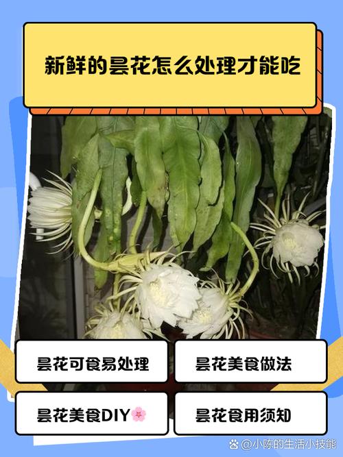 新买的昙花怎么养，新买的昙花怎么养才能开花？-第4张图片-优品飞百科