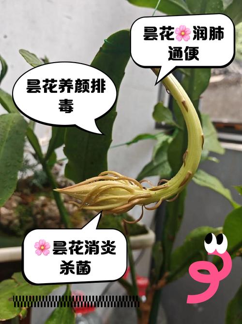 新买的昙花怎么养，新买的昙花怎么养才能开花？-第5张图片-优品飞百科
