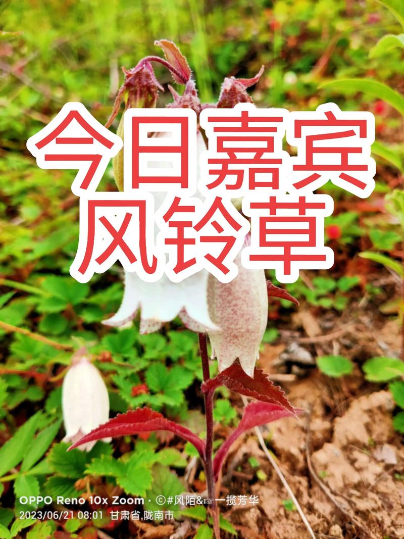 风铃草有什么作用，风铃草治什么病-第3张图片-优品飞百科