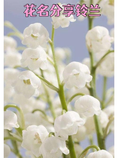 风铃草有什么作用，风铃草治什么病-第5张图片-优品飞百科