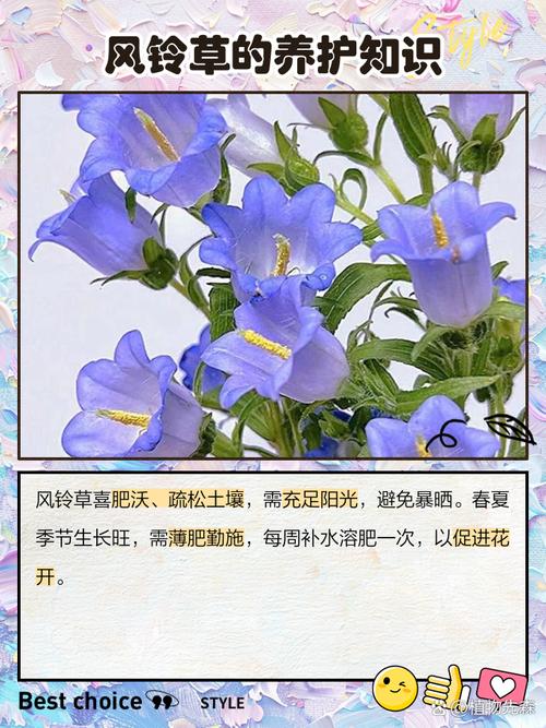风铃草有什么作用，风铃草治什么病-第6张图片-优品飞百科