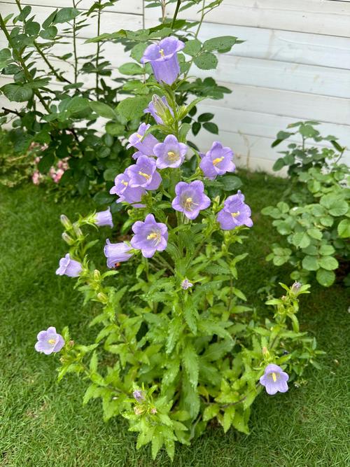 风铃草有什么作用，风铃草治什么病-第7张图片-优品飞百科