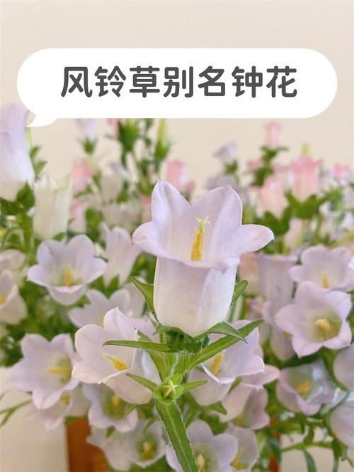 风铃草有什么作用，风铃草治什么病-第8张图片-优品飞百科