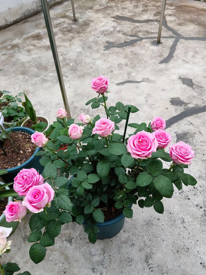 月季怎么繁殖？月季怎么繁殖方法？