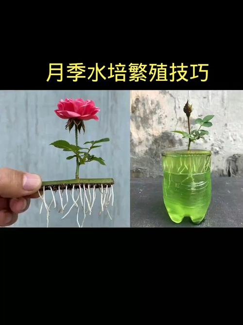 月季怎么繁殖？月季怎么繁殖方法？-第3张图片-优品飞百科