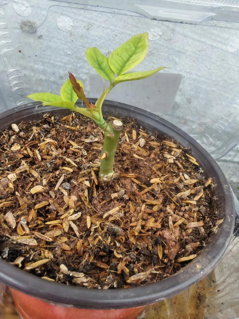 月季怎么繁殖？月季怎么繁殖方法？-第4张图片-优品飞百科