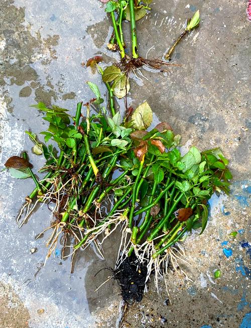 月季怎么繁殖？月季怎么繁殖方法？-第5张图片-优品飞百科