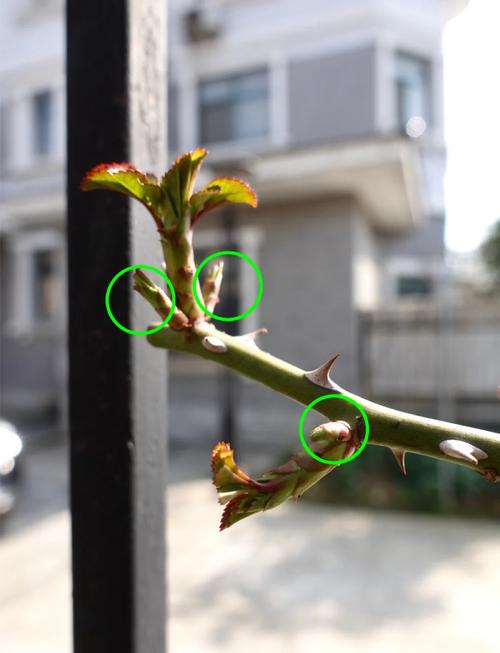 月季怎么繁殖？月季怎么繁殖方法？-第6张图片-优品飞百科