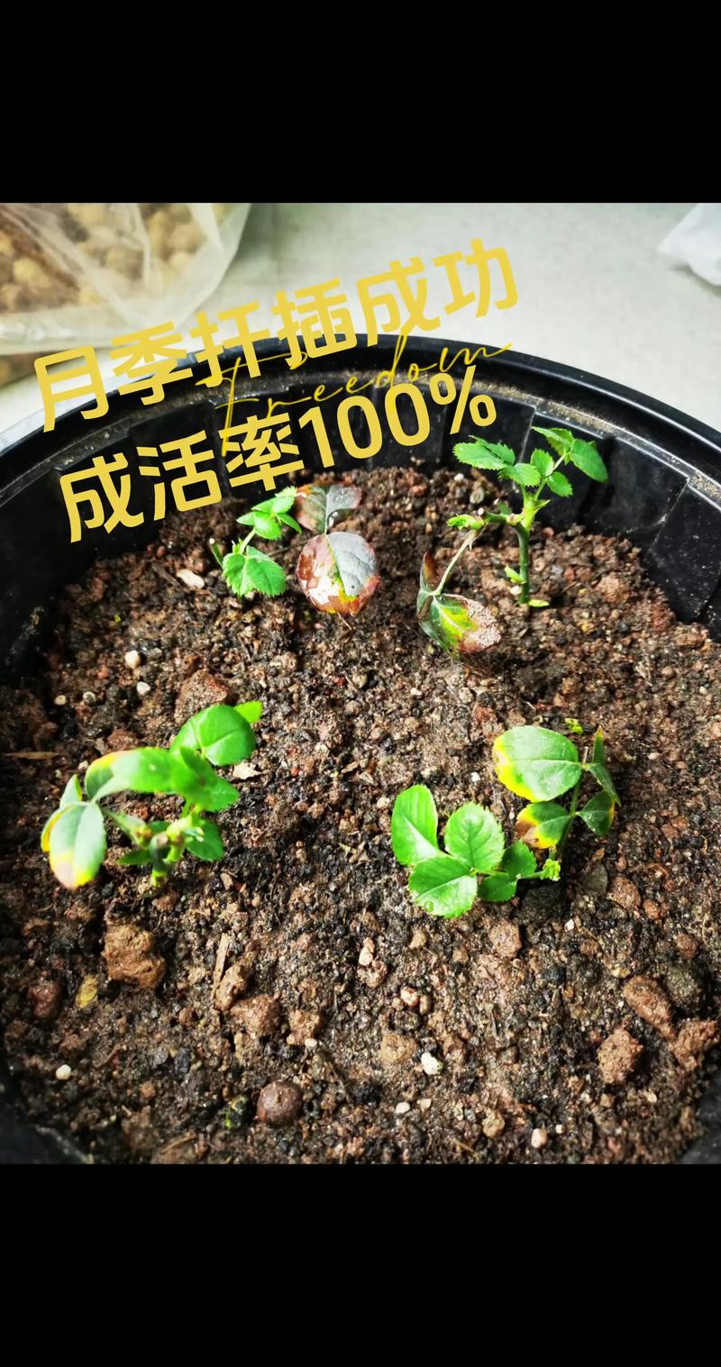 月季怎么繁殖？月季怎么繁殖方法？-第7张图片-优品飞百科
