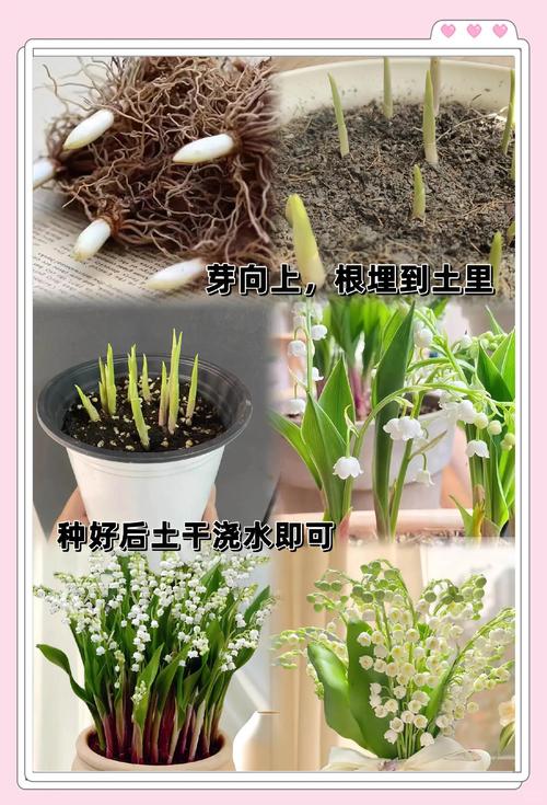 铃兰的茎腐病及其防治？铃兰根茎？-第3张图片-优品飞百科