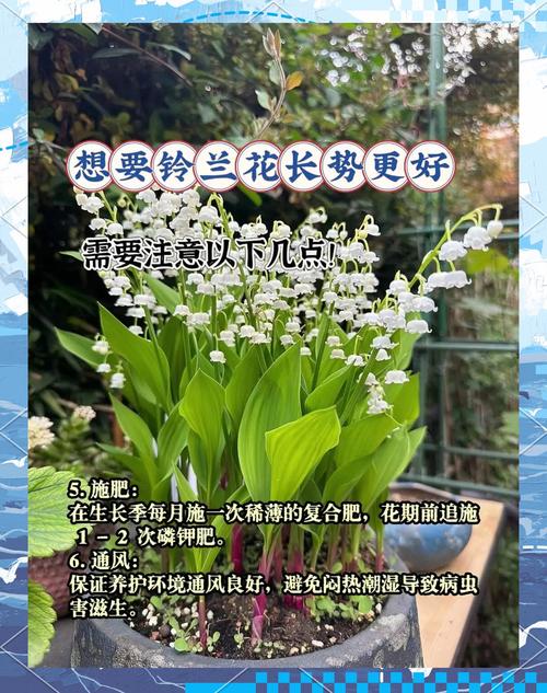 铃兰的茎腐病及其防治？铃兰根茎？-第4张图片-优品飞百科