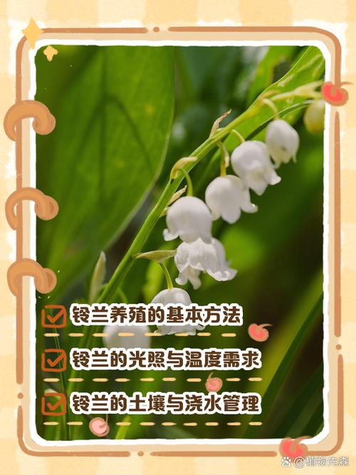 铃兰的茎腐病及其防治？铃兰根茎？-第5张图片-优品飞百科