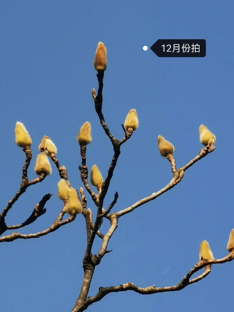 望春玉兰和玉兰的区别，望春花与玉兰的主要区别特征？