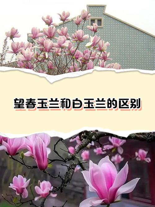 望春玉兰和玉兰的区别，望春花与玉兰的主要区别特征？-第2张图片-优品飞百科