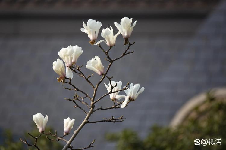 望春玉兰和玉兰的区别，望春花与玉兰的主要区别特征？-第3张图片-优品飞百科