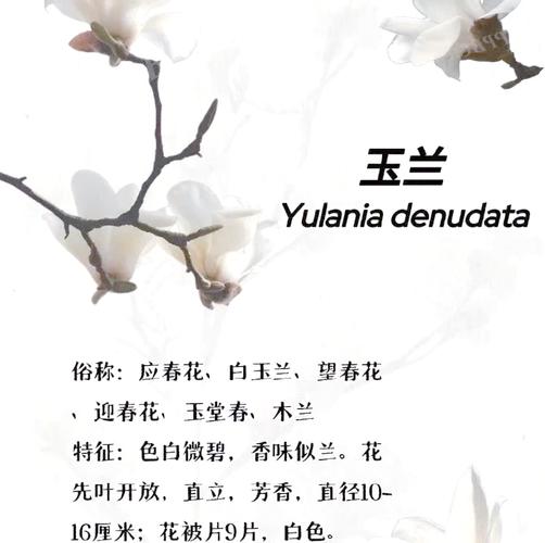望春玉兰和玉兰的区别，望春花与玉兰的主要区别特征？-第4张图片-优品飞百科
