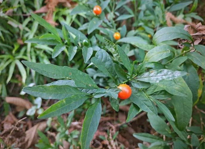 冬珊瑚的功效和作用,冬珊瑚属于什么科植物-第3张图片-优品飞百科 冬珊瑚的功效和作用,冬珊瑚属于什么科植物-第3张图片-优品飞百科