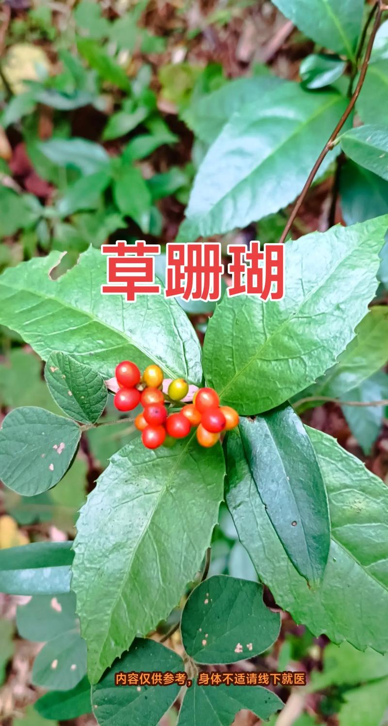 冬珊瑚的功效和作用,冬珊瑚属于什么科植物-第4张图片-优品飞百科 冬珊瑚的功效和作用,冬珊瑚属于什么科植物-第4张图片-优品飞百科