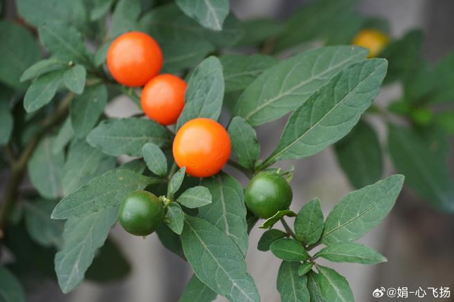 冬珊瑚的功效和作用,冬珊瑚属于什么科植物-第5张图片-优品飞百科 冬珊瑚的功效和作用,冬珊瑚属于什么科植物-第5张图片-优品飞百科