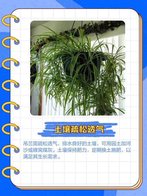 吊兰水浇多了怎么补救？吊兰水浇多了盆内积水怎么办？-第3张图片-优品飞百科