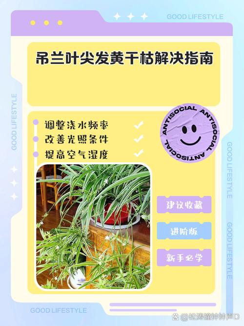 吊兰水浇多了怎么补救？吊兰水浇多了盆内积水怎么办？-第5张图片-优品飞百科