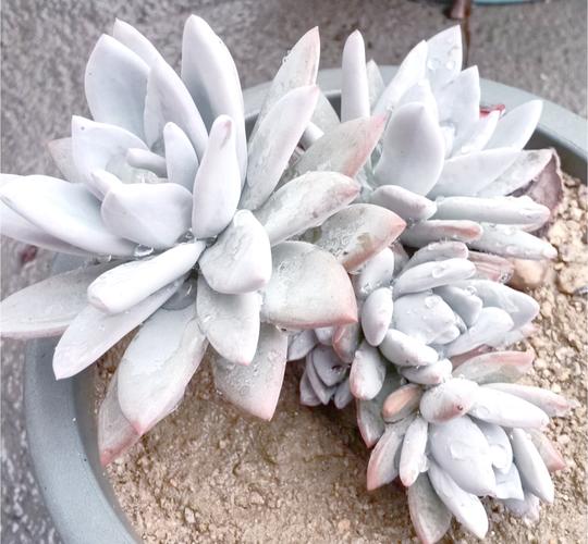 霜之朝开完花会死吗，霜之朝的花语是什么-第1张图片-优品飞百科