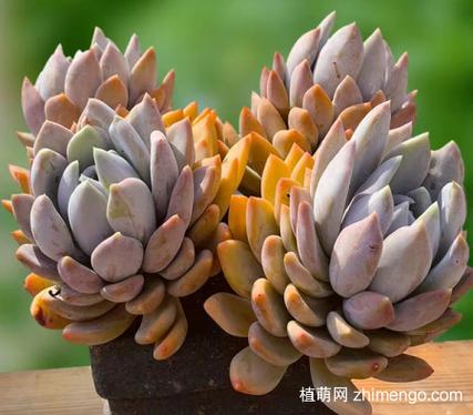 霜之朝开完花会死吗，霜之朝的花语是什么-第2张图片-优品飞百科