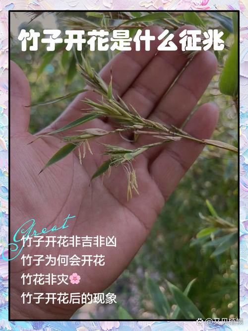 霜之朝开完花会死吗，霜之朝的花语是什么-第3张图片-优品飞百科