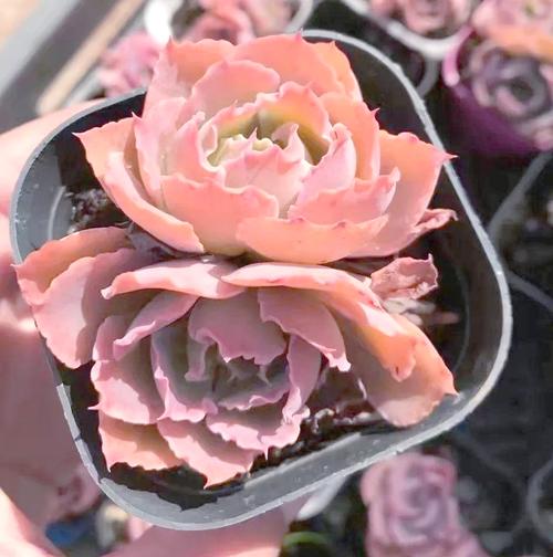 霜之朝开完花会死吗，霜之朝的花语是什么-第4张图片-优品飞百科