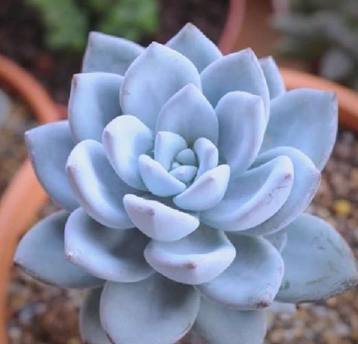 霜之朝开完花会死吗，霜之朝的花语是什么-第5张图片-优品飞百科