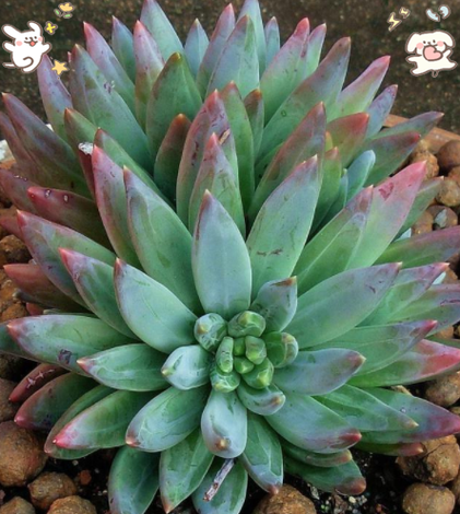 霜之朝开完花会死吗，霜之朝的花语是什么-第6张图片-优品飞百科