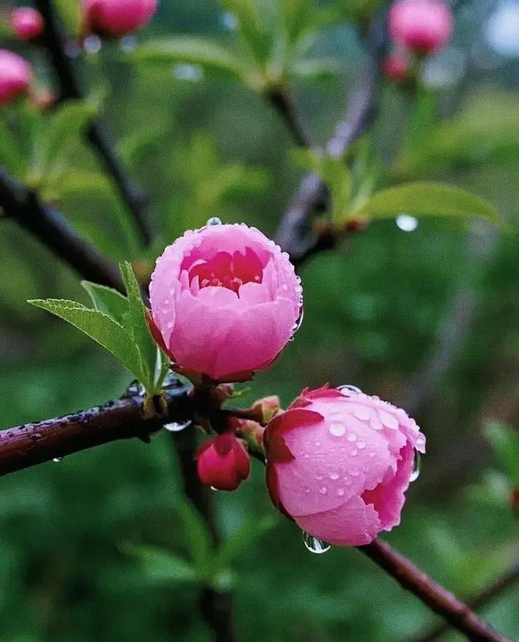 花开成串，这些花可比开爆盆好看多了，花开成串的都有什么花？-第3张图片-优品飞百科