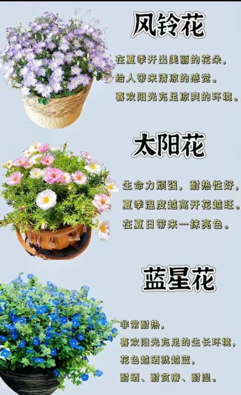 花开成串，这些花可比开爆盆好看多了，花开成串的都有什么花？-第4张图片-优品飞百科