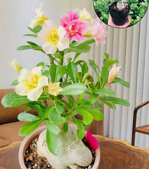 花开成串，这些花可比开爆盆好看多了，花开成串的都有什么花？-第5张图片-优品飞百科