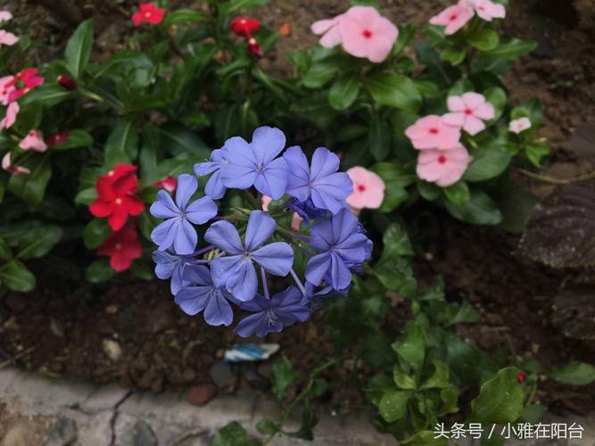 花开成串，这些花可比开爆盆好看多了，花开成串的都有什么花？-第6张图片-优品飞百科