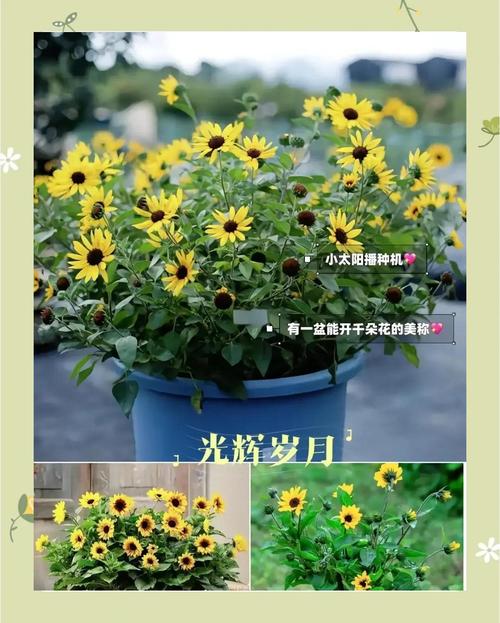 花开成串，这些花可比开爆盆好看多了，花开成串的都有什么花？-第7张图片-优品飞百科