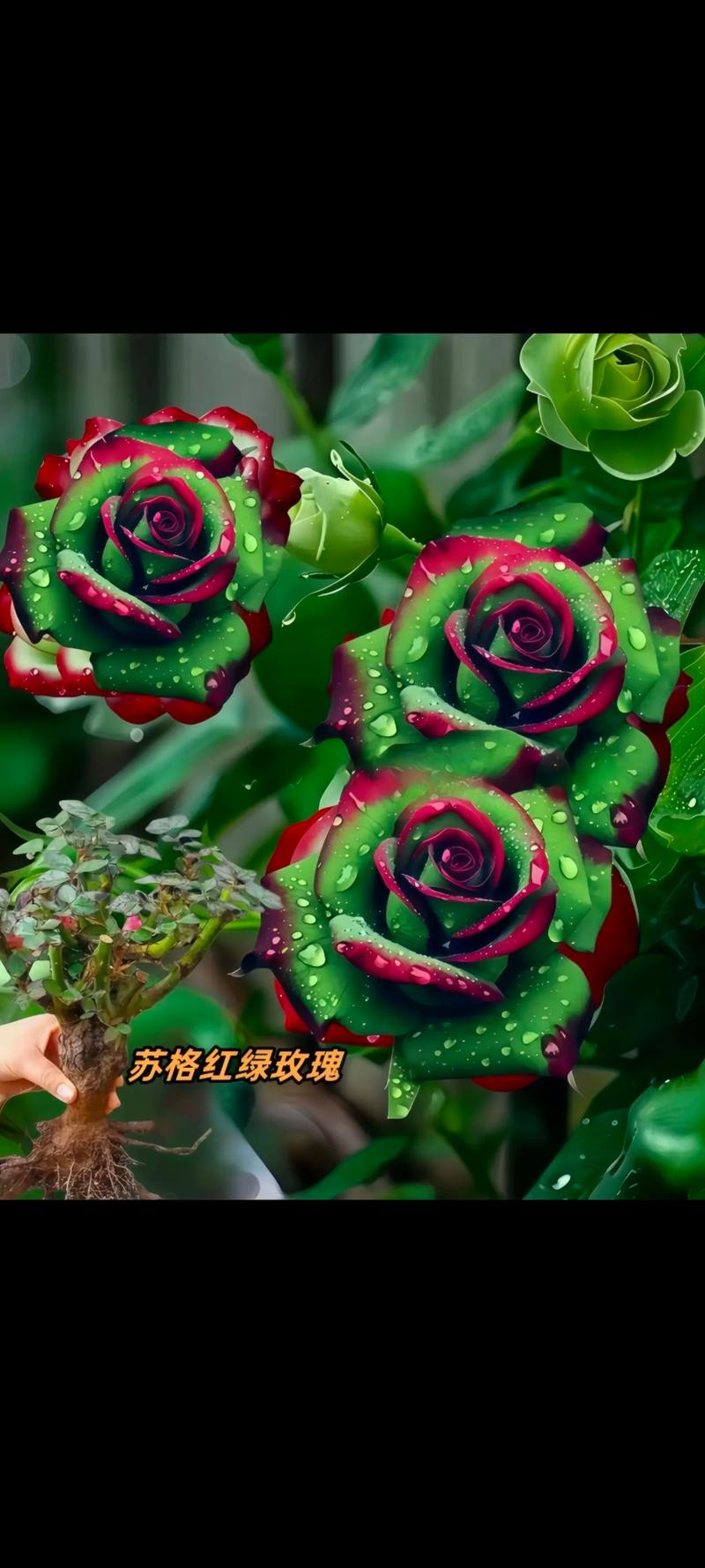 花开成串，这些花可比开爆盆好看多了，花开成串的都有什么花？-第8张图片-优品飞百科