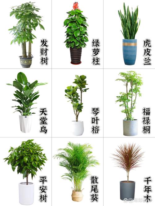 客厅最旺财的植物?客厅旺财的绿植有哪几种?-第2张图片-优品飞百科 客厅最旺财的植物?客厅旺财的绿植有哪几种?-第2张图片-优品飞百科