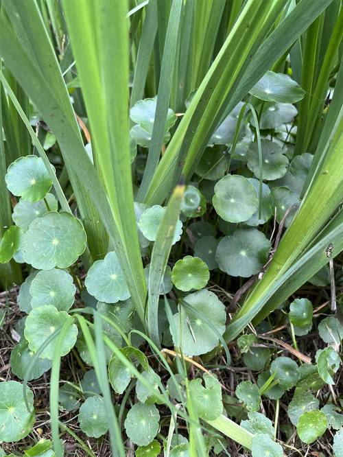 香菇草怎么养，香菇草的养殖方法和注意事项